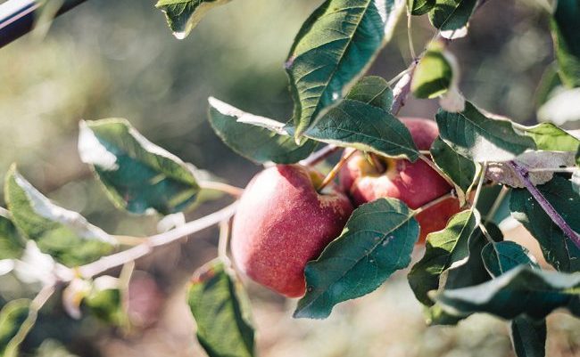 azienda agricola La Soleggiata mele biologiche
