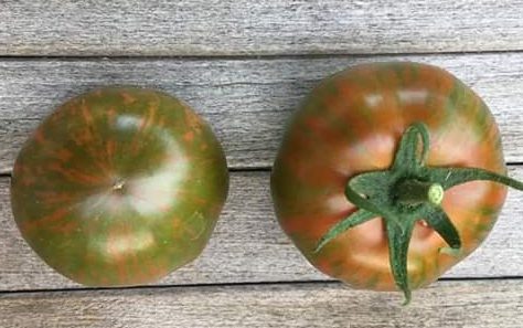BioMatto Varietà alternative di pomodori