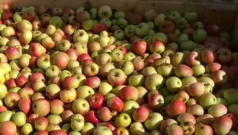 Alcune varietà di mele dell'Azienda Agricola Tre Rii